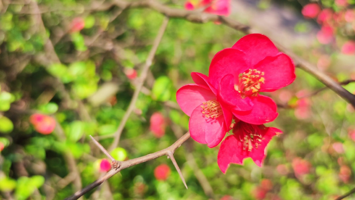 绿色硬梗海棠 - 见鬼怎么改不了用户名