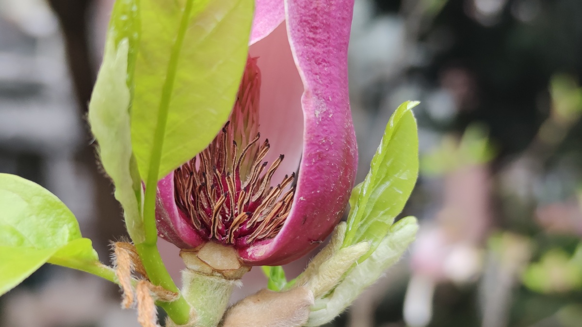 玉兰的花蕊如此漂亮
