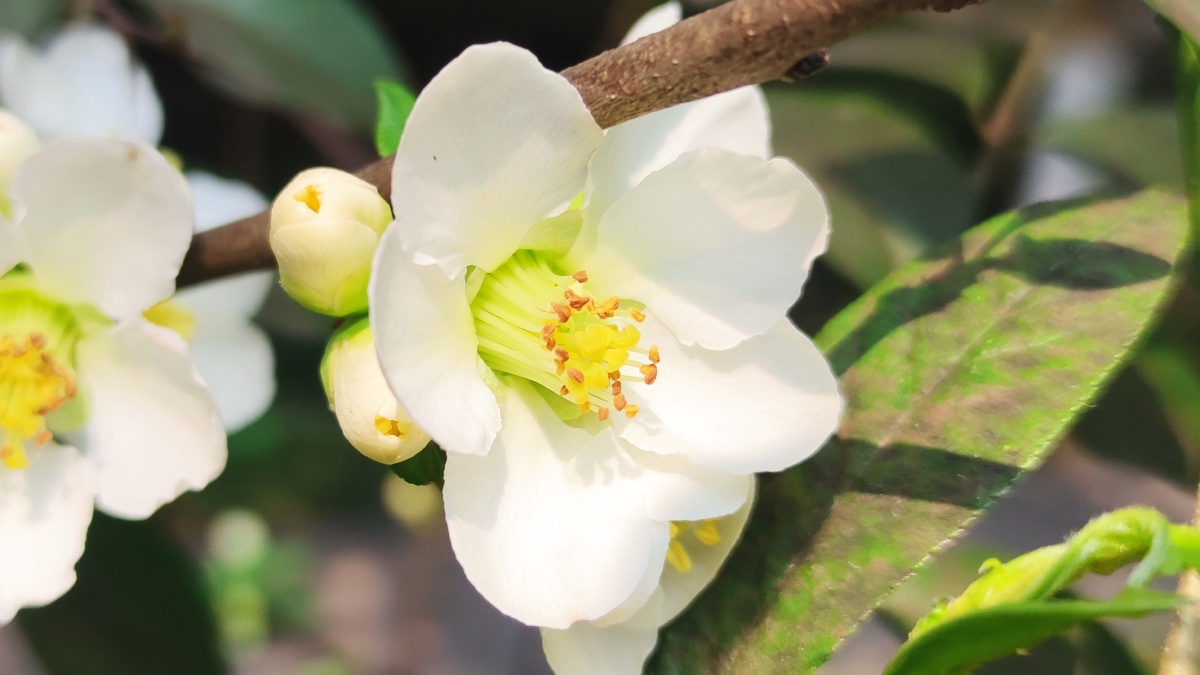 绿色硬梗海棠 - 见鬼怎么改不了用户名