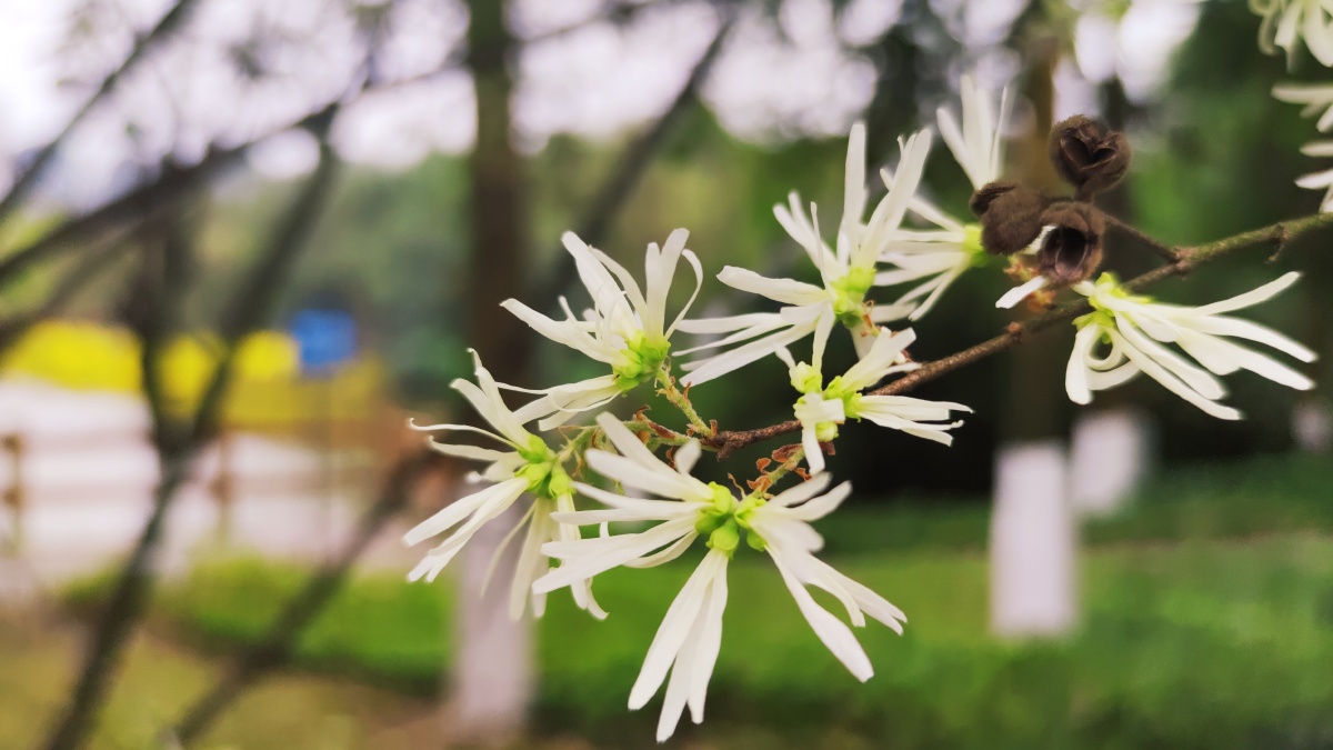 檵木别称刀脂木檵木是一种非常受欢迎的观赏植物以其