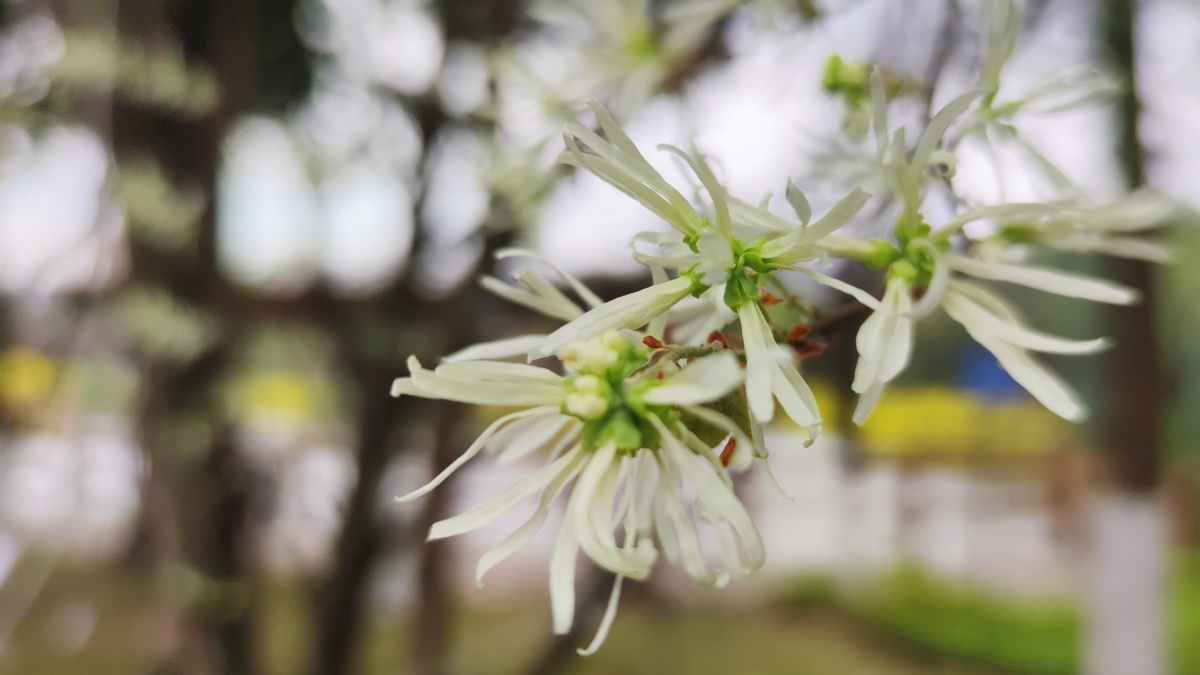 檵木别称刀脂木檵木是一种非常受欢迎的观赏植物以其