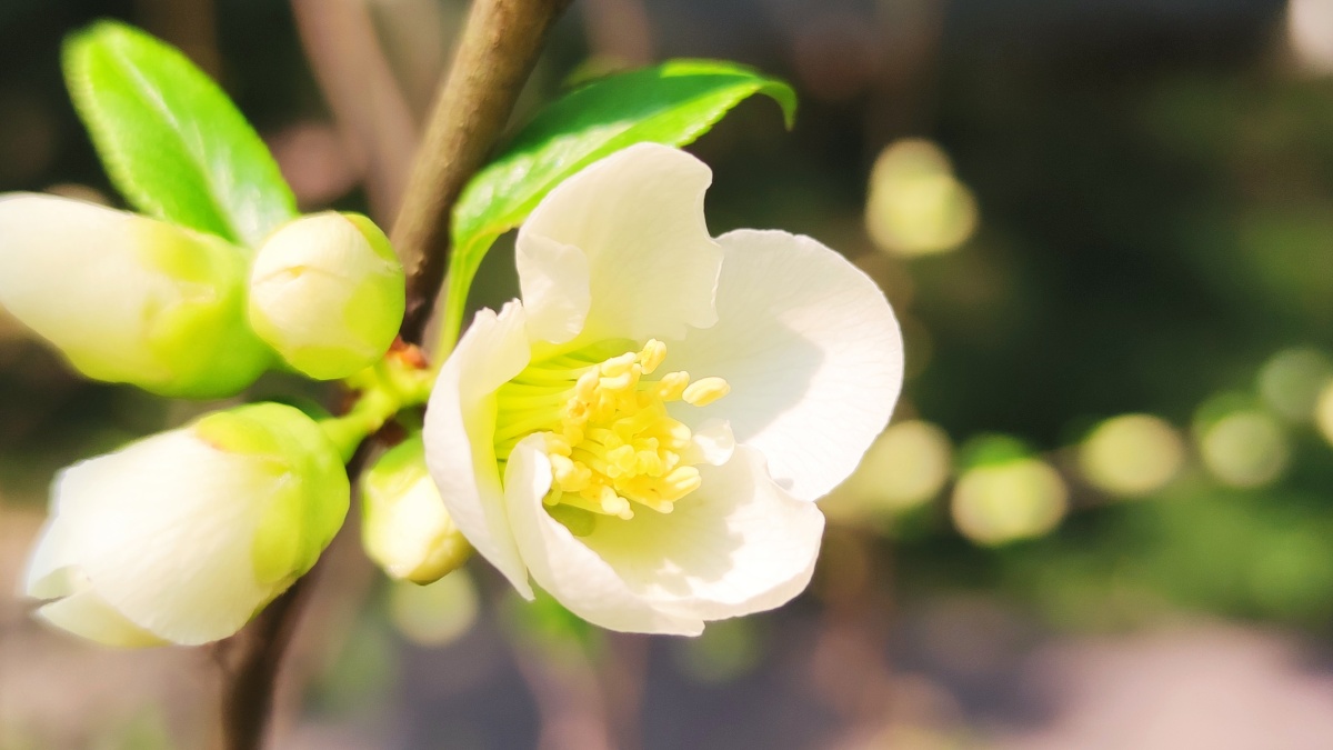 绿色硬梗海棠 - 见鬼怎么改不了用户名