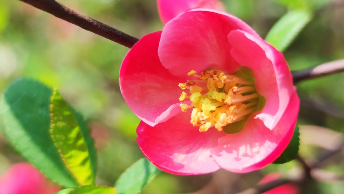 绿色硬梗海棠 - 见鬼怎么改不了用户名