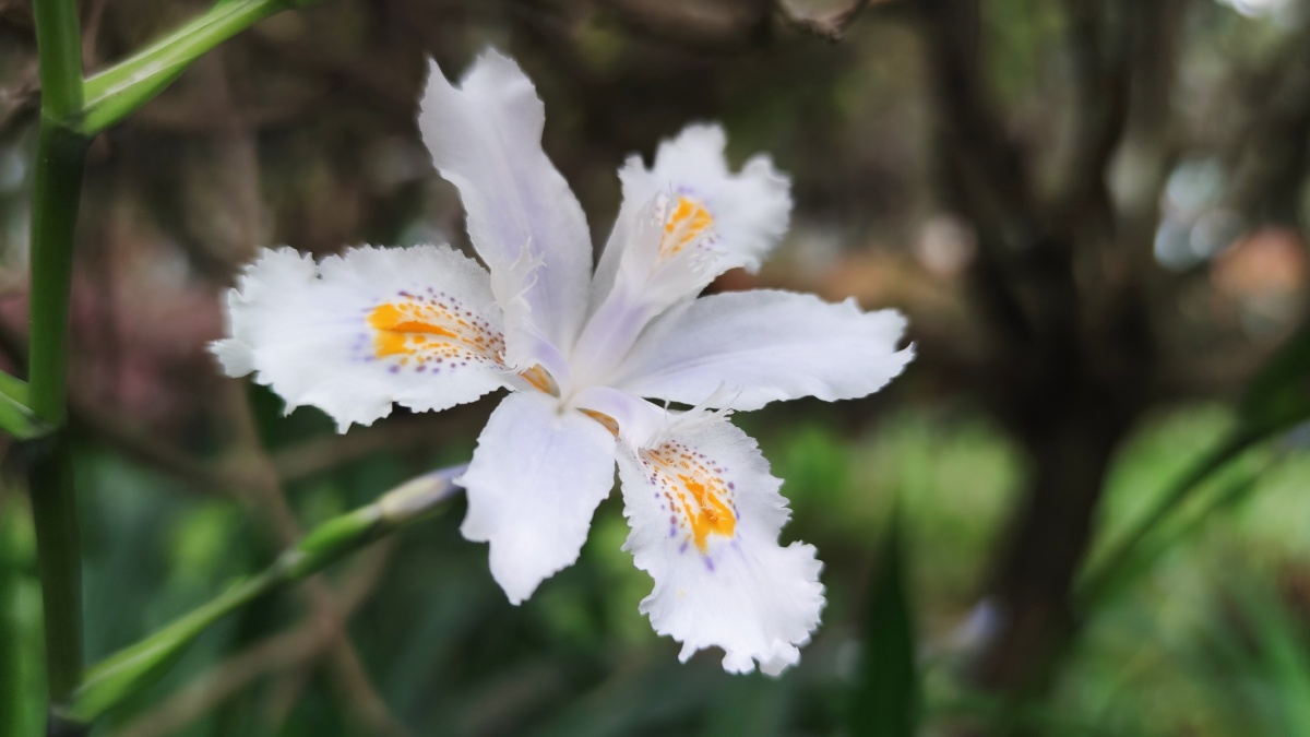 扁竹兰拉丁学名irisconfusasealyly为鸢尾科鸢尾属植物它为多年生草本