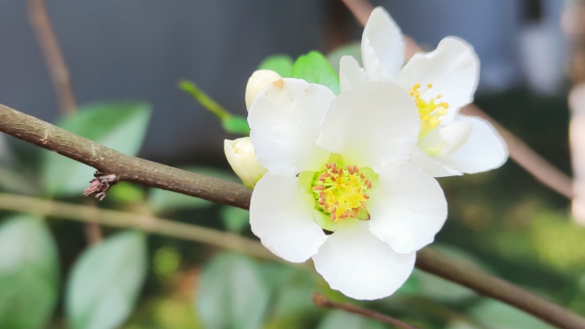 绿色硬梗海棠 - 见鬼怎么改不了用户名