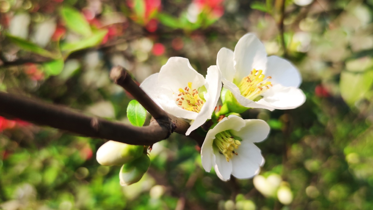 绿色硬梗海棠 - 见鬼怎么改不了用户名