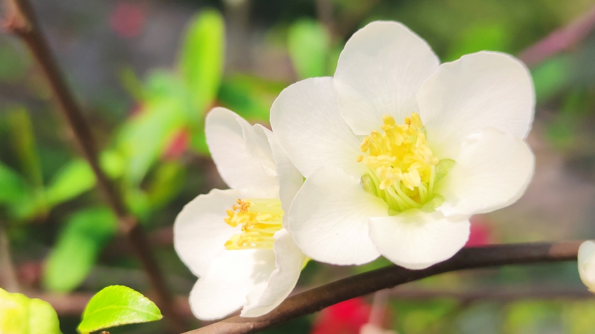 绿色硬梗海棠 - 见鬼怎么改不了用户名