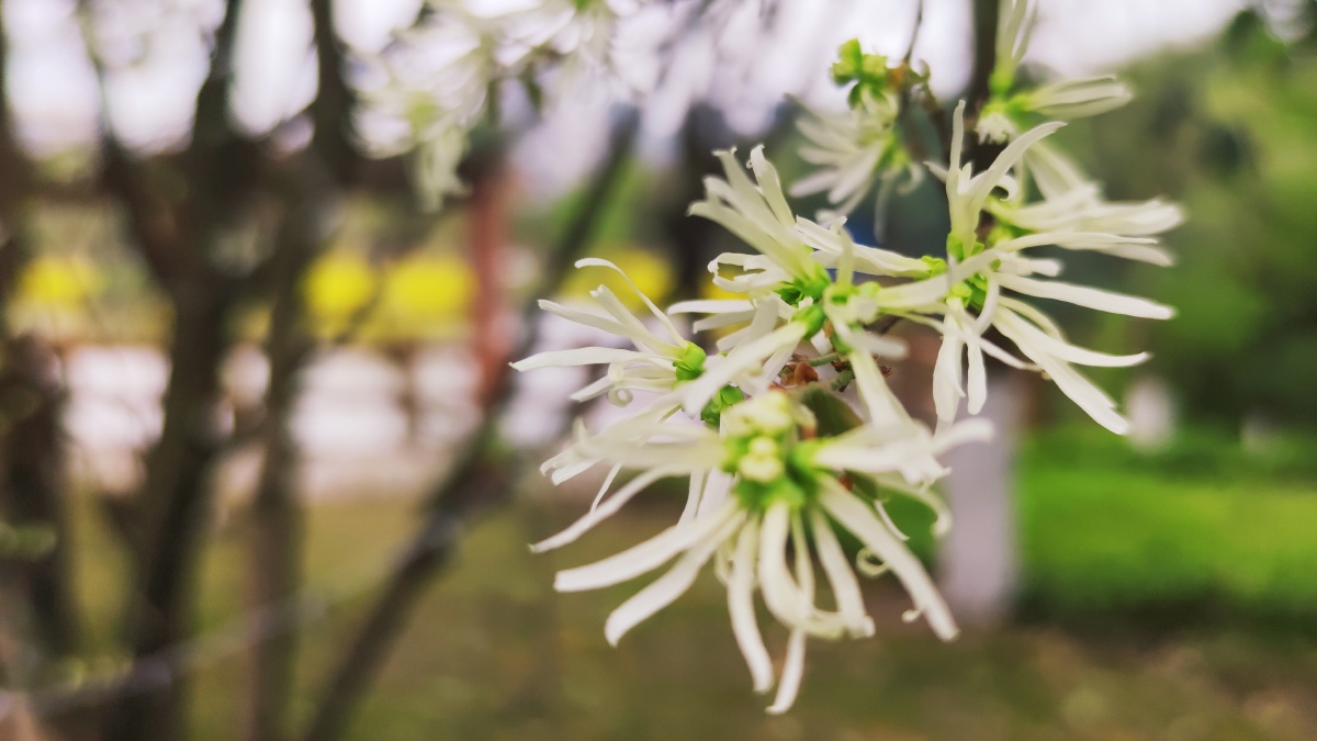 檵木别称刀脂木檵木是一种非常受欢迎的观赏植物以其