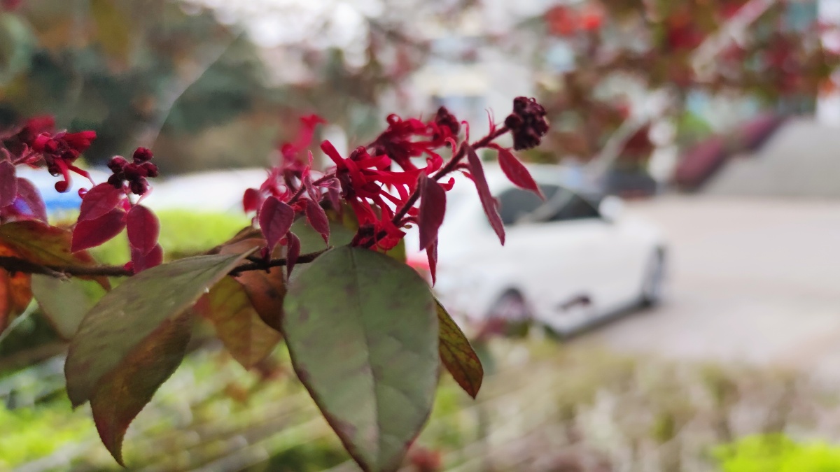 檵木别称刀脂木檵木是一种非常受欢迎的观赏植物以其