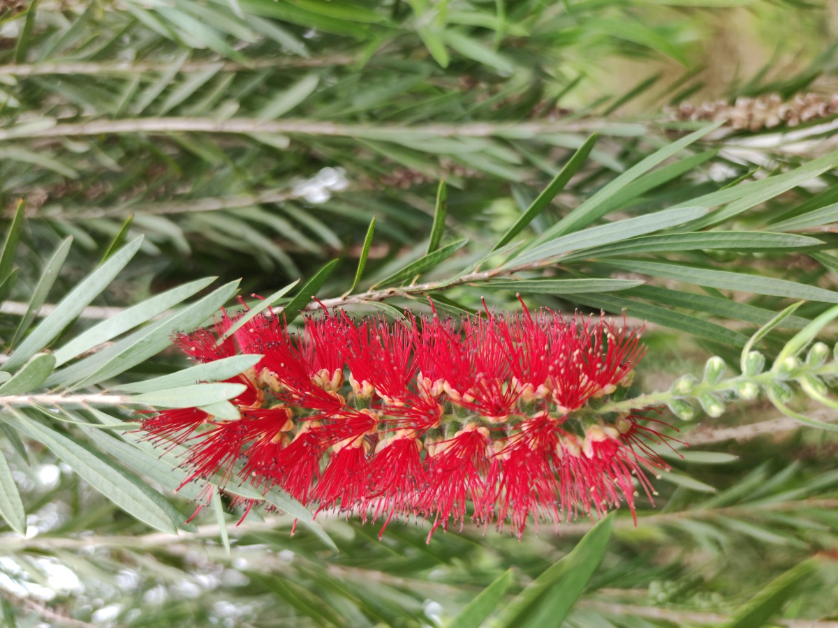 千层红桃金娘科红千层属常绿灌木至小乔木是庭园观花树行道树首选树种