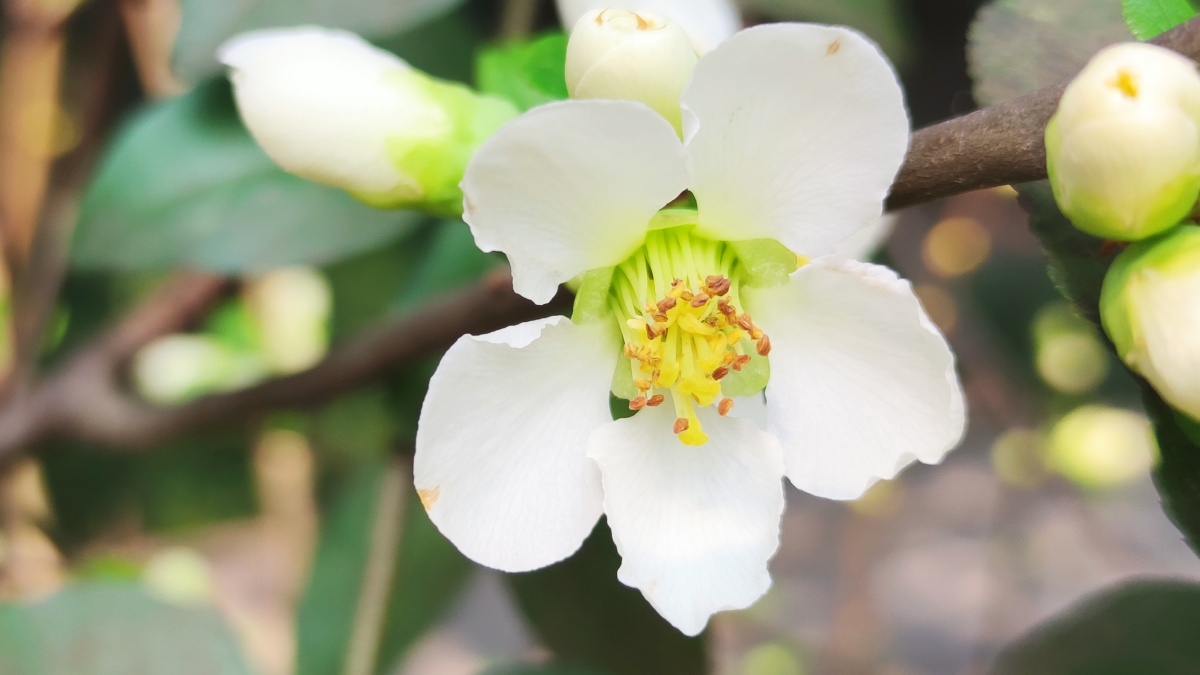 绿色硬梗海棠 - 见鬼怎么改不了用户名