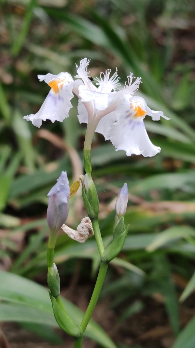 扁竹兰拉丁学名irisconfusasealyly为鸢尾科鸢尾属植物它为多年生草本