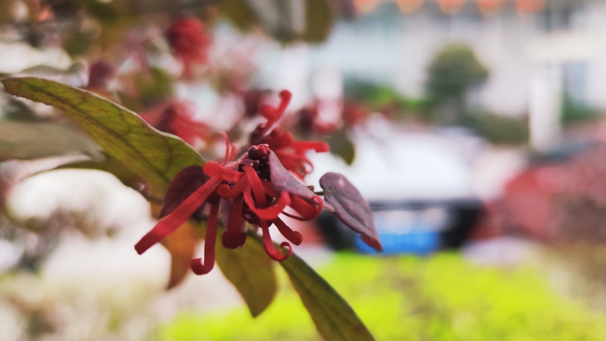 檵木别称刀脂木檵木是一种非常受欢迎的观赏植物以其