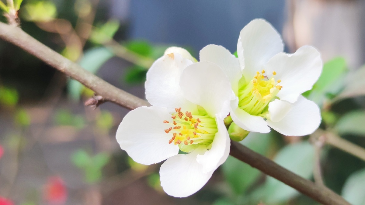 绿色硬梗海棠 - 见鬼怎么改不了用户名