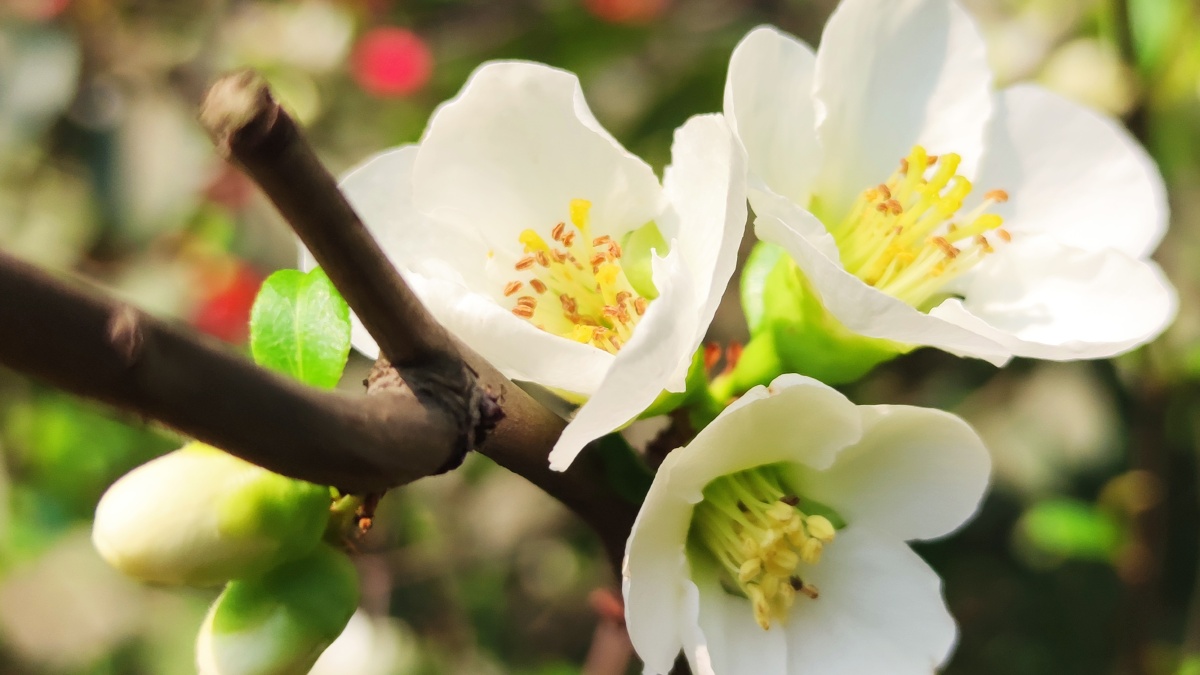 绿色硬梗海棠 - 见鬼怎么改不了用户名