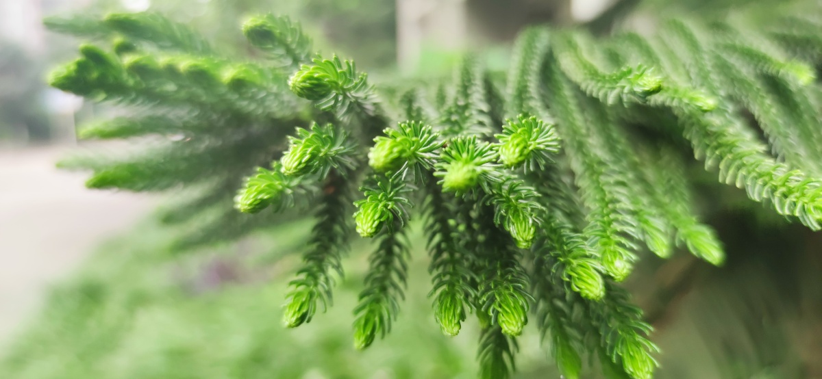 塔松- 见鬼怎么改不了用户名 - 图虫