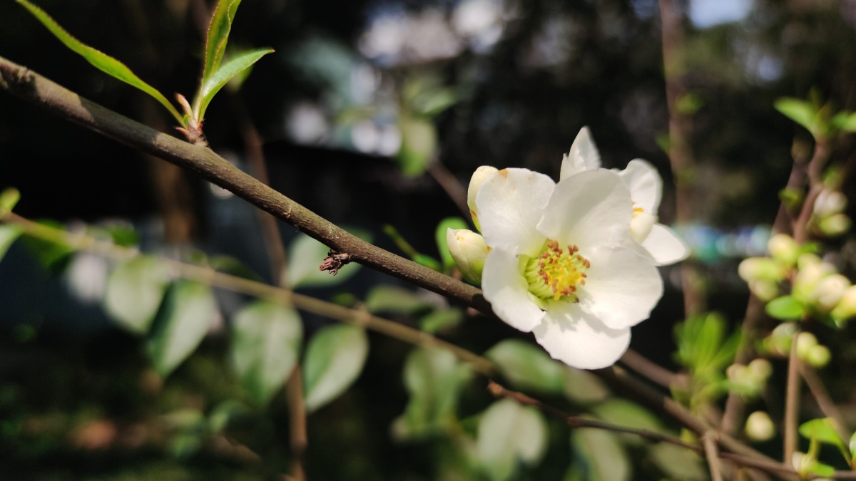 绿色硬梗海棠 - 见鬼怎么改不了用户名