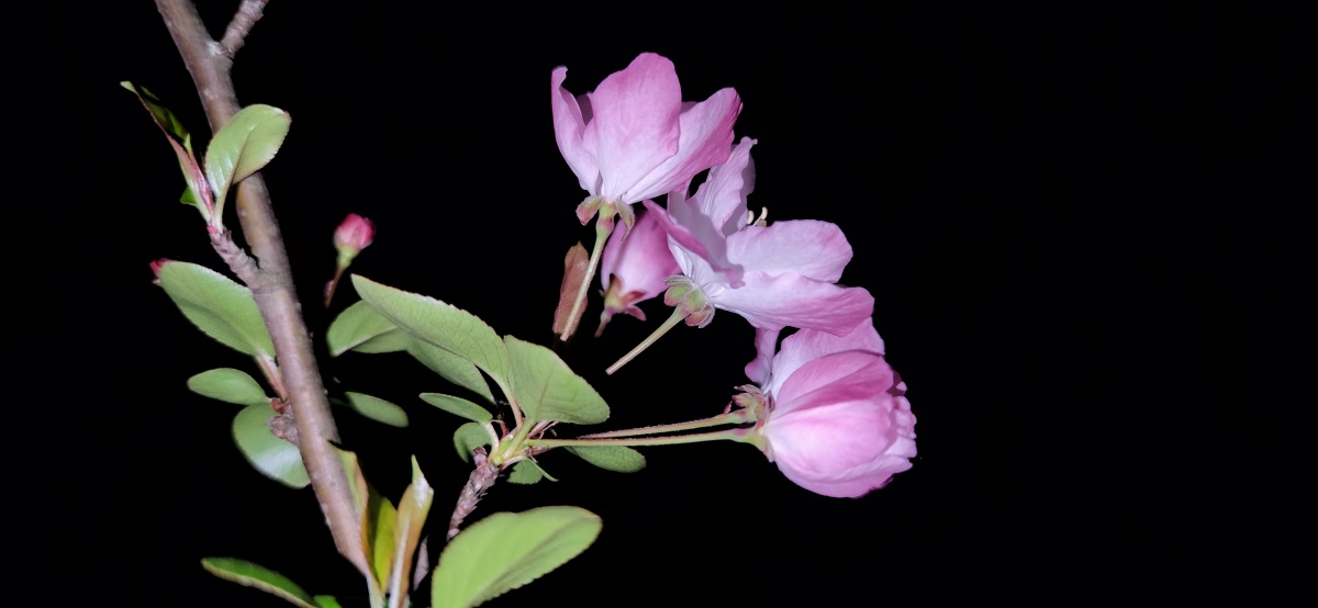 海棠木叶潇潇去东风滚滚来湿苔收落雨海棠夜醉日元宵倒春寒春衫换冬衣