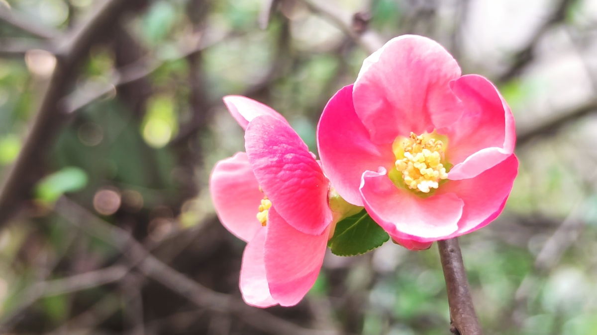 绿色硬梗海棠 - 见鬼怎么改不了用户名