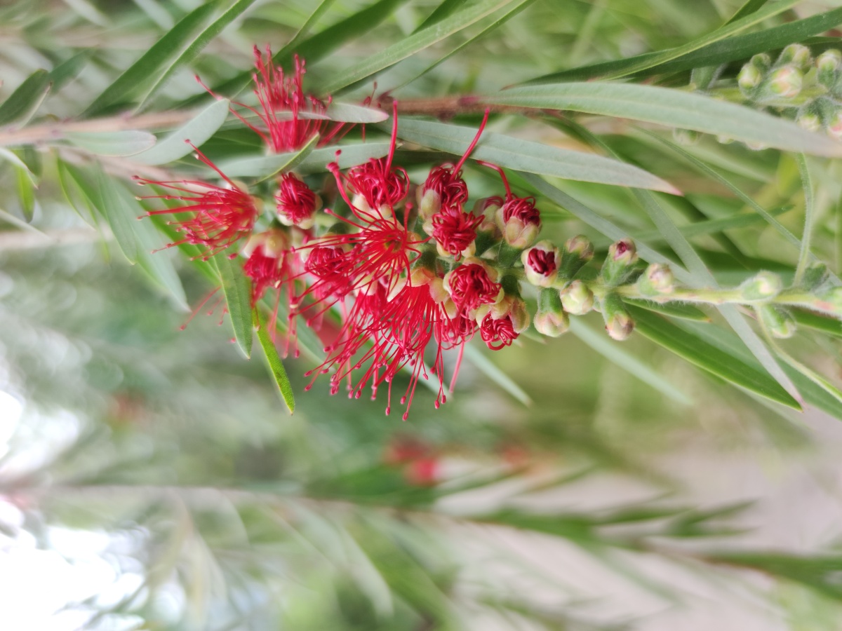 千层红桃金娘科红千层属常绿灌木至小乔木是庭园观花树行道树首选树种