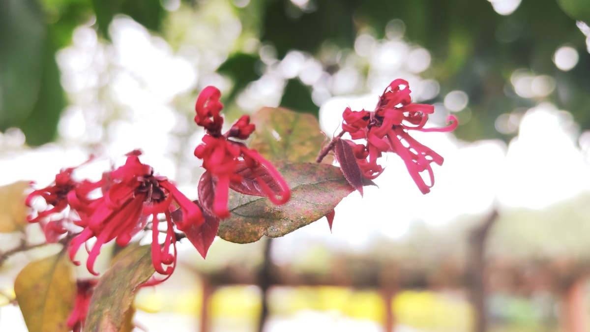 檵木别称刀脂木檵木是一种非常受欢迎的观赏植物以其