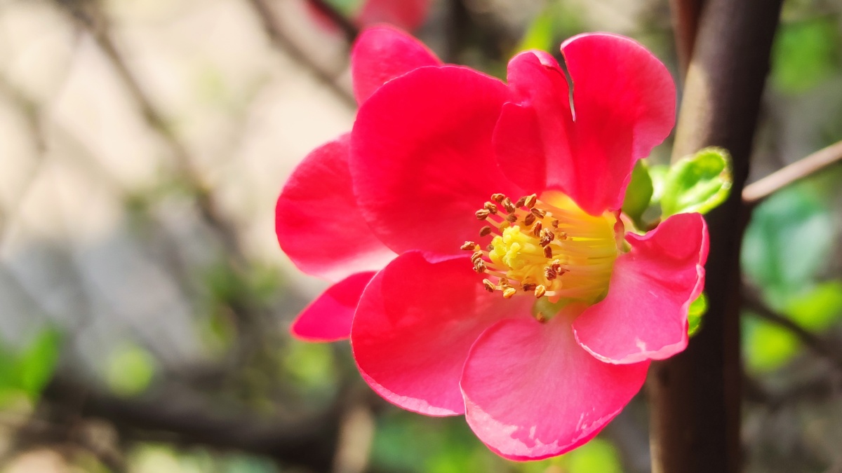 绿色硬梗海棠 - 见鬼怎么改不了用户名