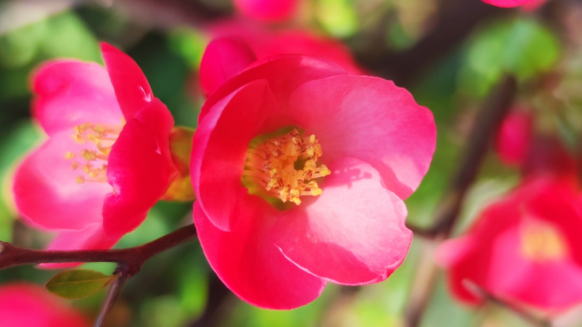 绿色硬梗海棠 - 见鬼怎么改不了用户名