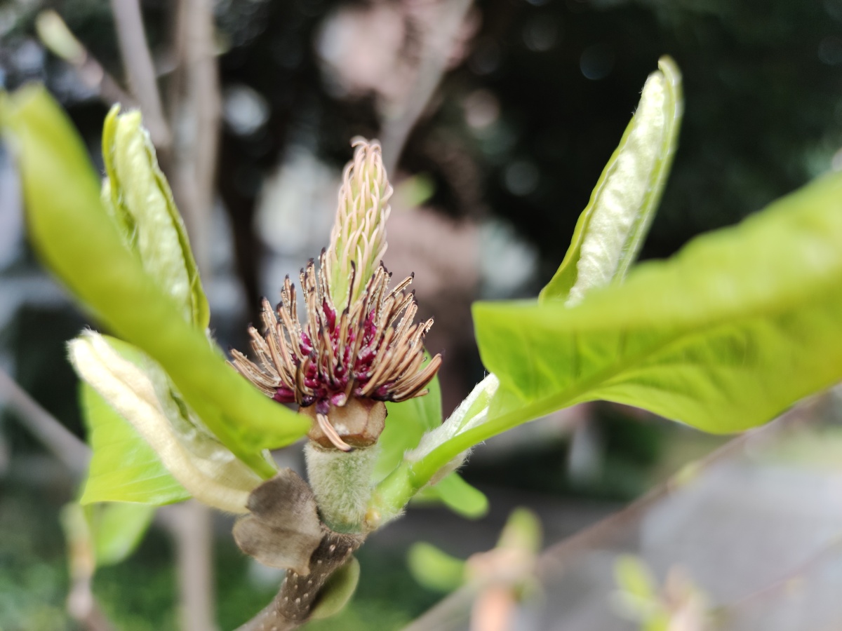 玉兰的花蕊如此漂亮