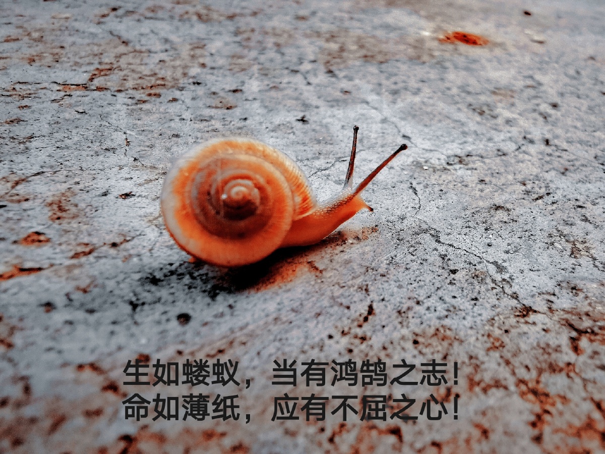 【我们都在用力的活着】人生就像蜗牛一样,一直在负重前行 #加油#励志