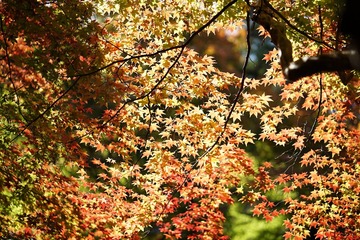 Picture 8710720
