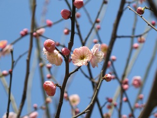 不是樱花 粉色梅花