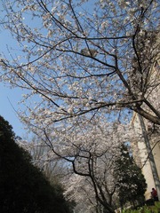 樱