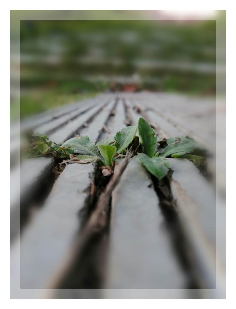 水泥地板夹缝儿里的小草,相互依偎 br /> 共同成长.