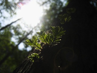 杉树叶3
