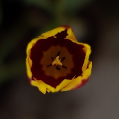 4C472512-C992-4D08-8D27-DF0FFE71DB9A/L0/001