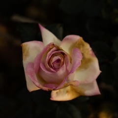 FF704478-B5CD-4595-9330-604DC14B9C81/L0/001