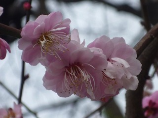 P1000592