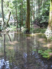 水中树