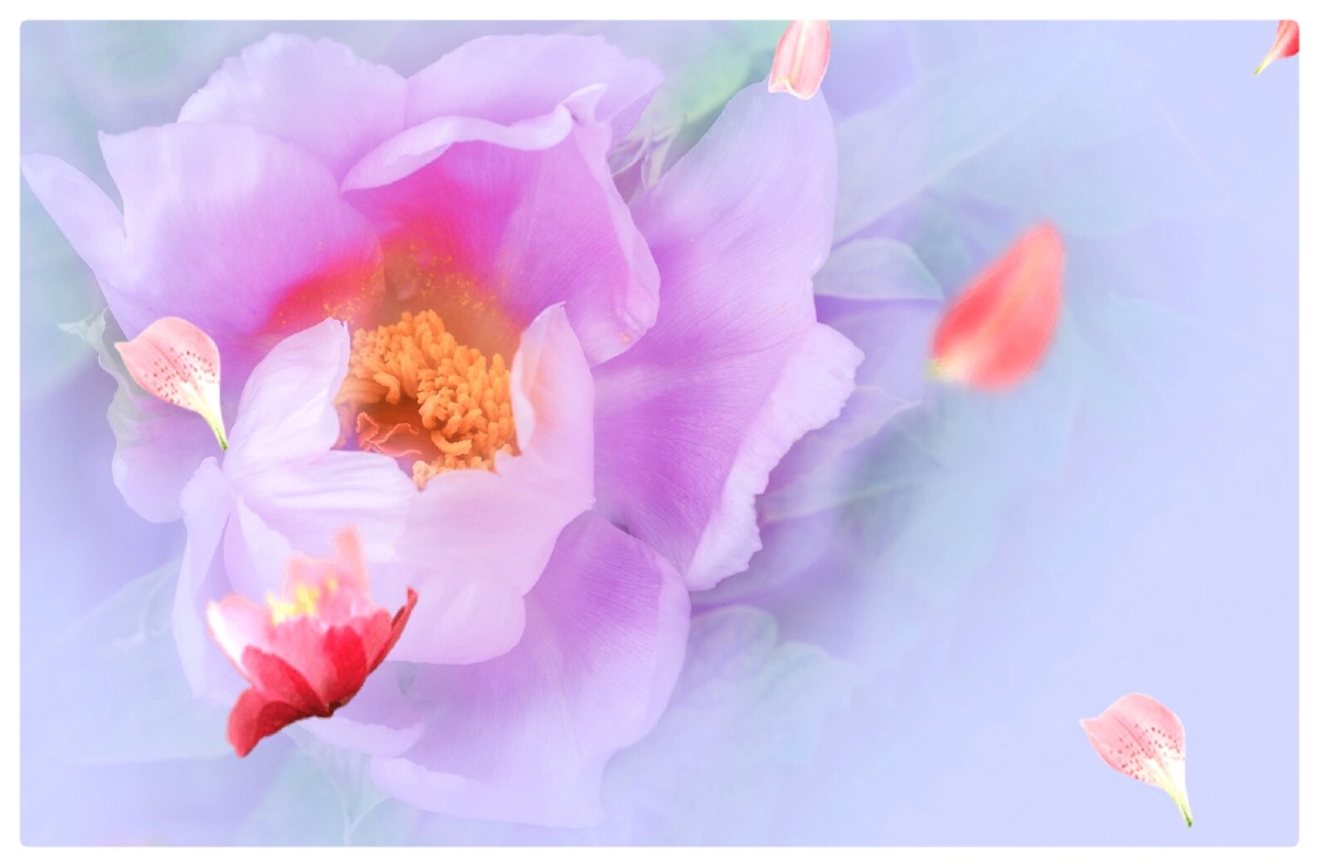 牡丹在诉说 - 鲁萍 - 图虫网 - 优质摄影师交流社区