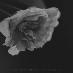 晚樱