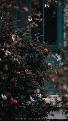 红茶花