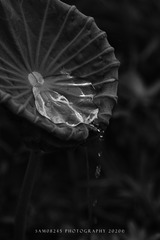 荷韵