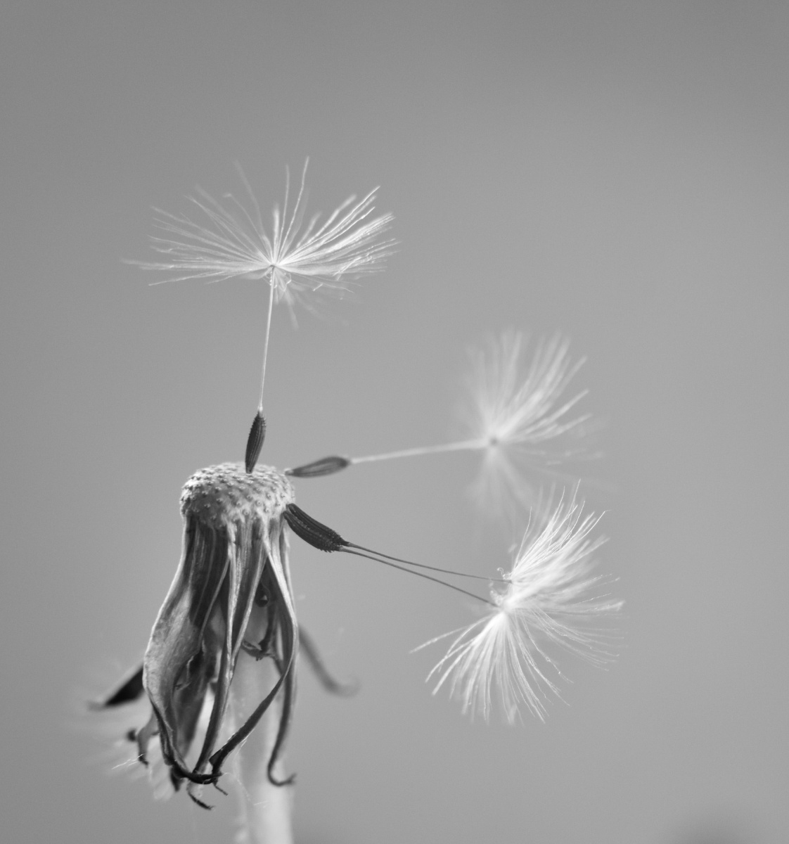 飘落的蒲公英花蕊