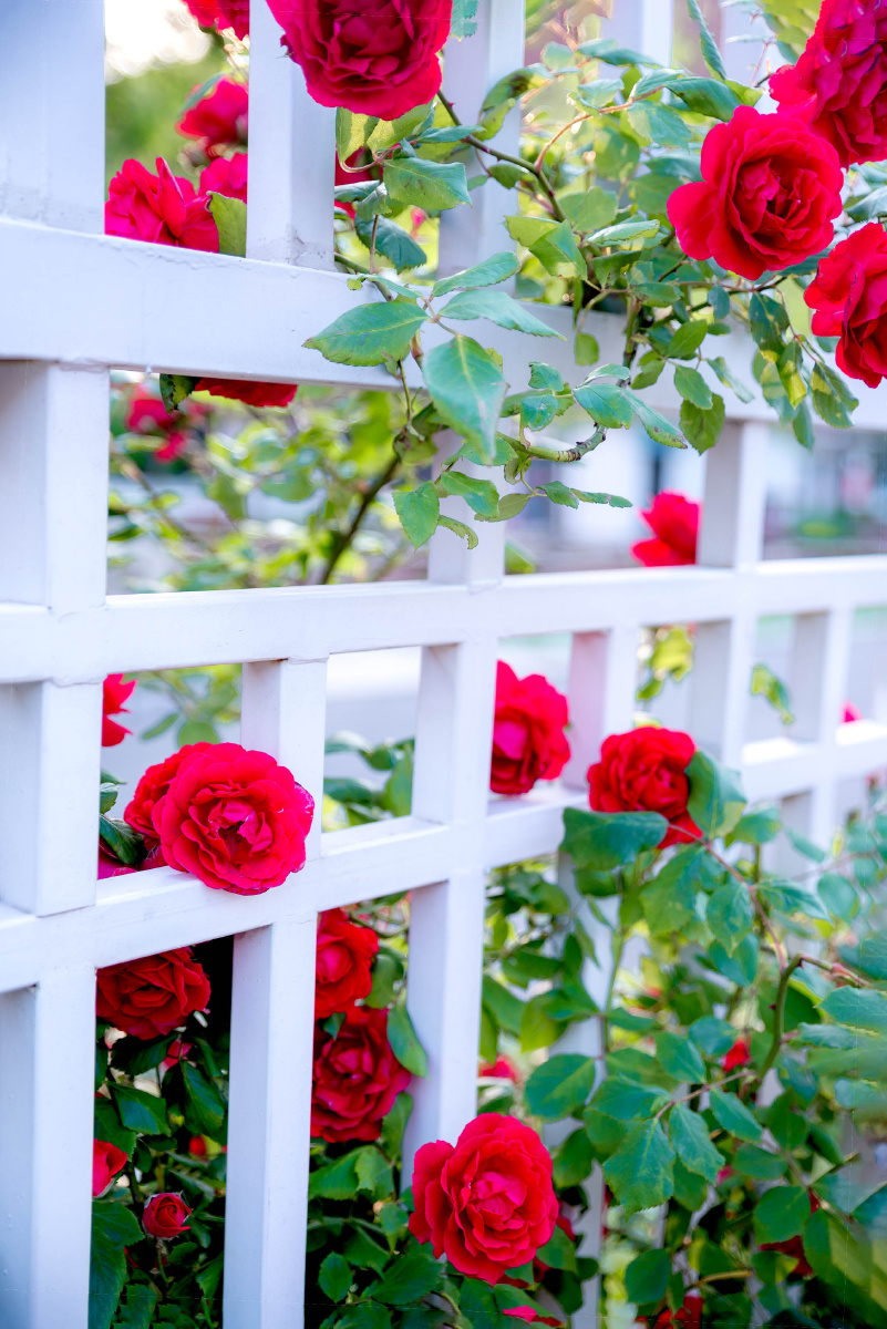 白栅栏红玫瑰