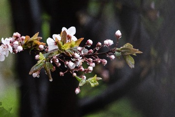DSC09564-1
