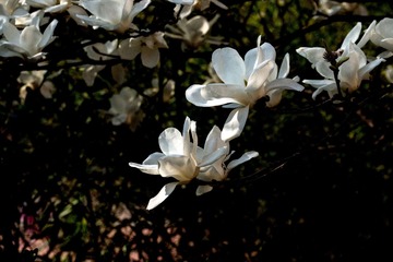 DSC02343-1