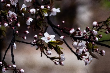 DSC09562-1