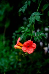 DSC_4010-1