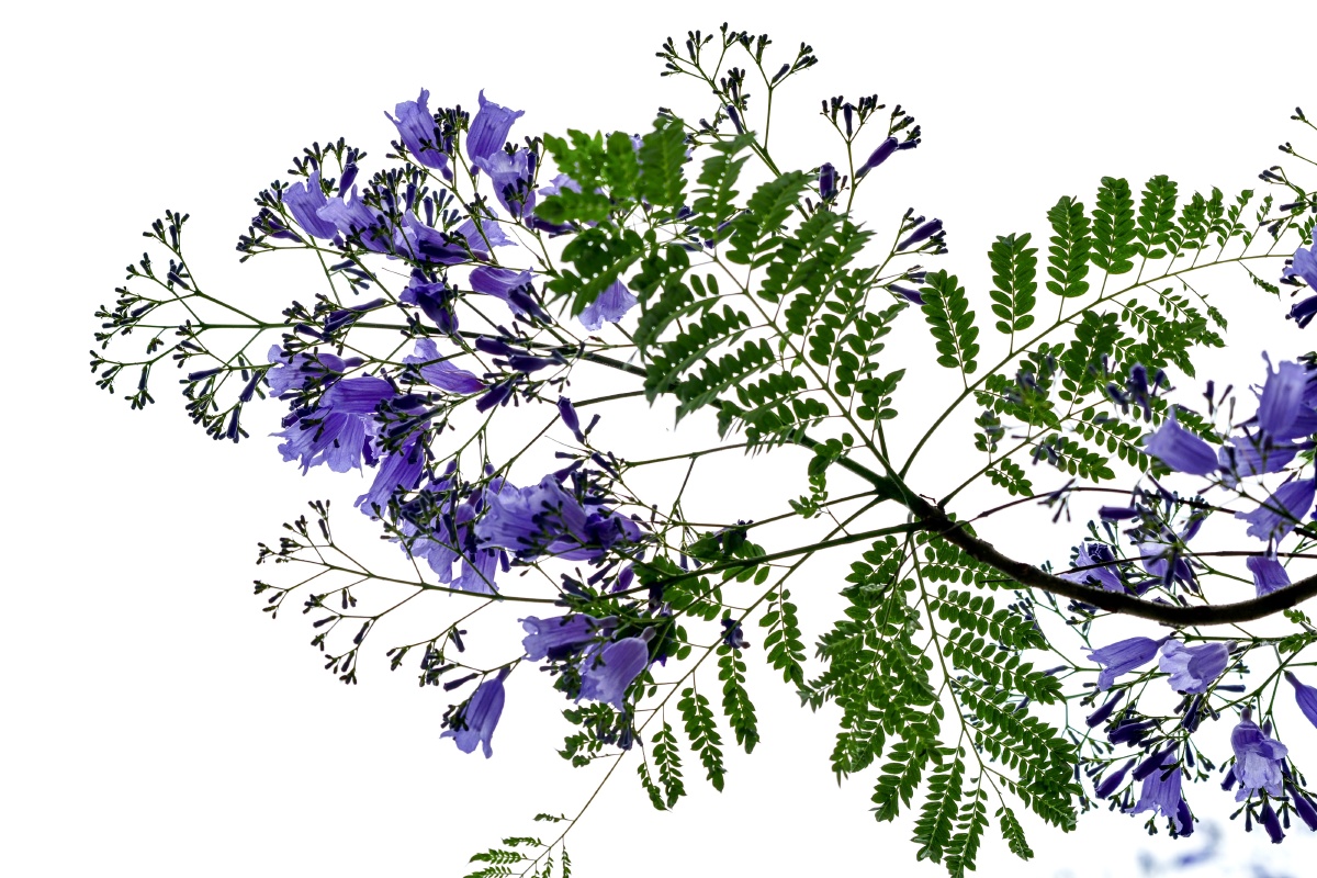 蓝花楹 - 摄影师158953233969992 - 图虫