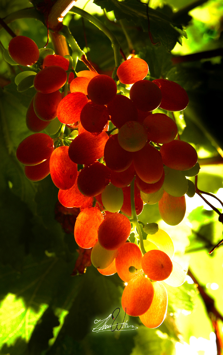 秋实晶莹剔透的葡萄总是不舍得摘下